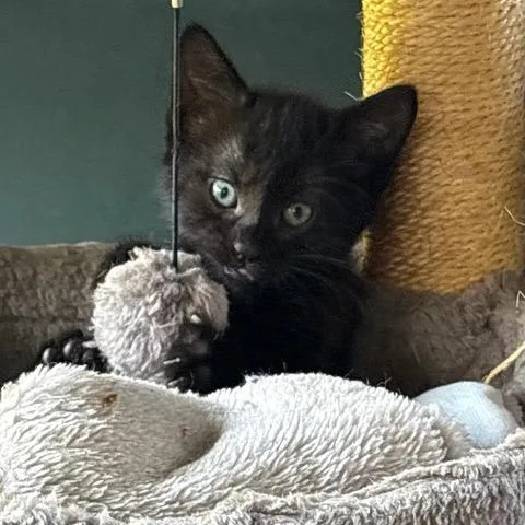 A baby small-sized female Black Domestic Short Hair cat named Lulu for adoption in Los Angeles, CA