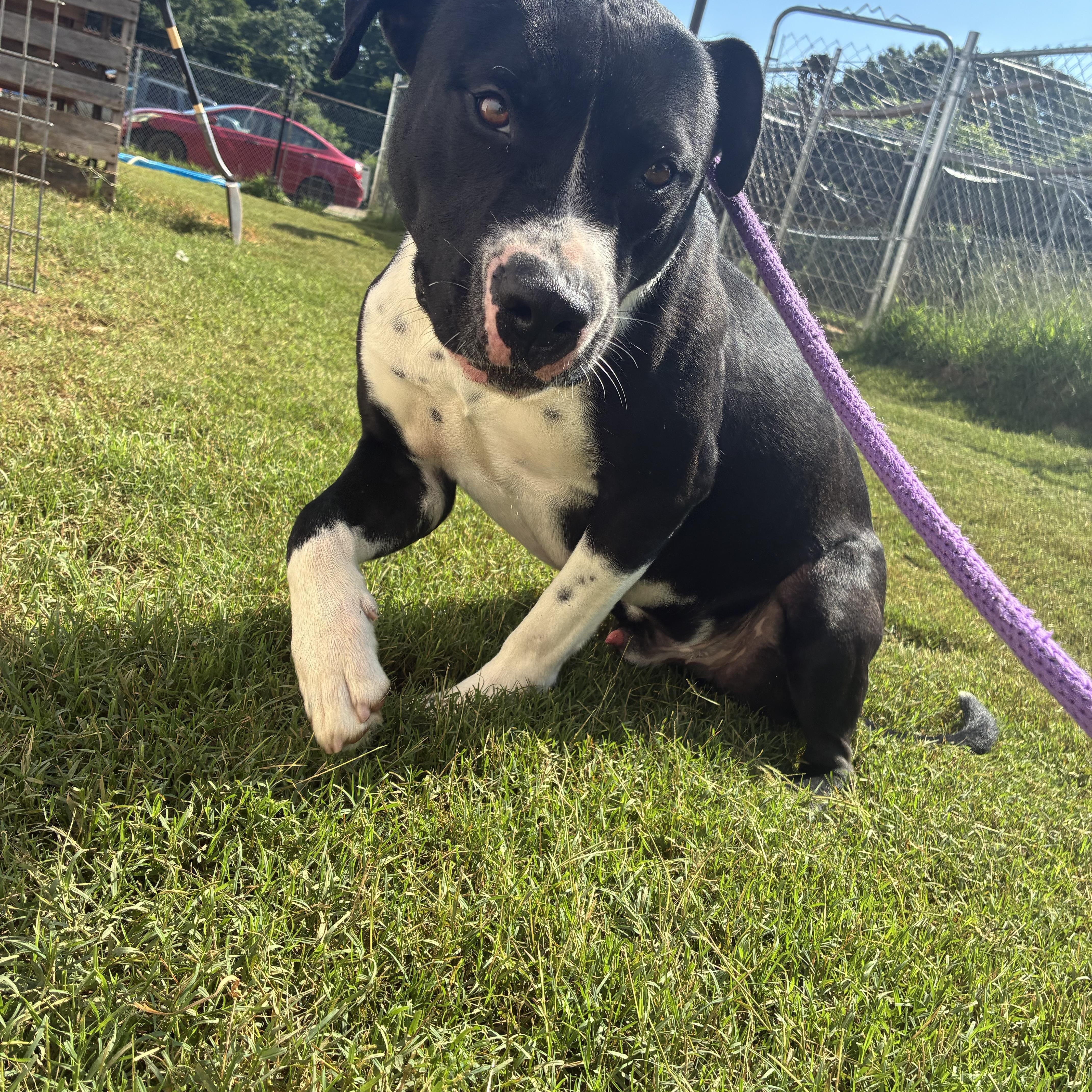 An adult large-sized male American Bully dog named Licorice for adoption in Holly Springs, MS