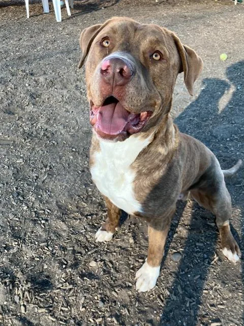 A young medium-sized male Pit Bull Terrier dog named Tonka for adoption in Albuquerque, NM