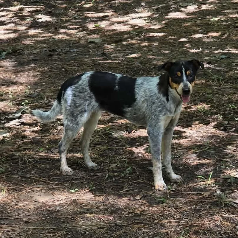 Jolene