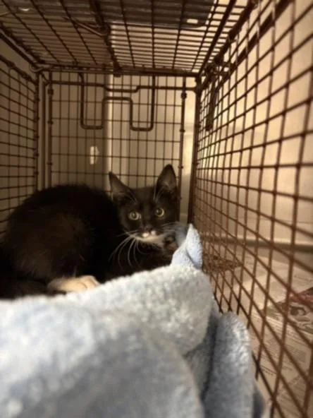 A baby small-sized male Domestic Short Hair cat named Manny for adoption in Chatsworth, CA
