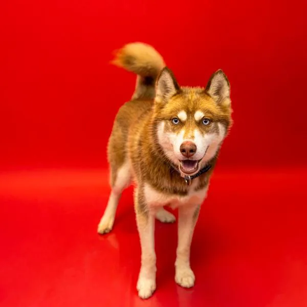 A young medium-sized male Siberian Husky dog named Pen  Bobcat for adoption in Lawrenceville, GA