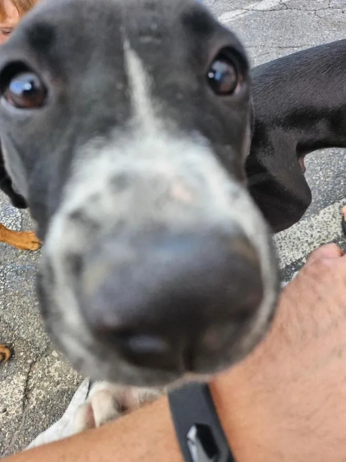 Olive thumbnail 2