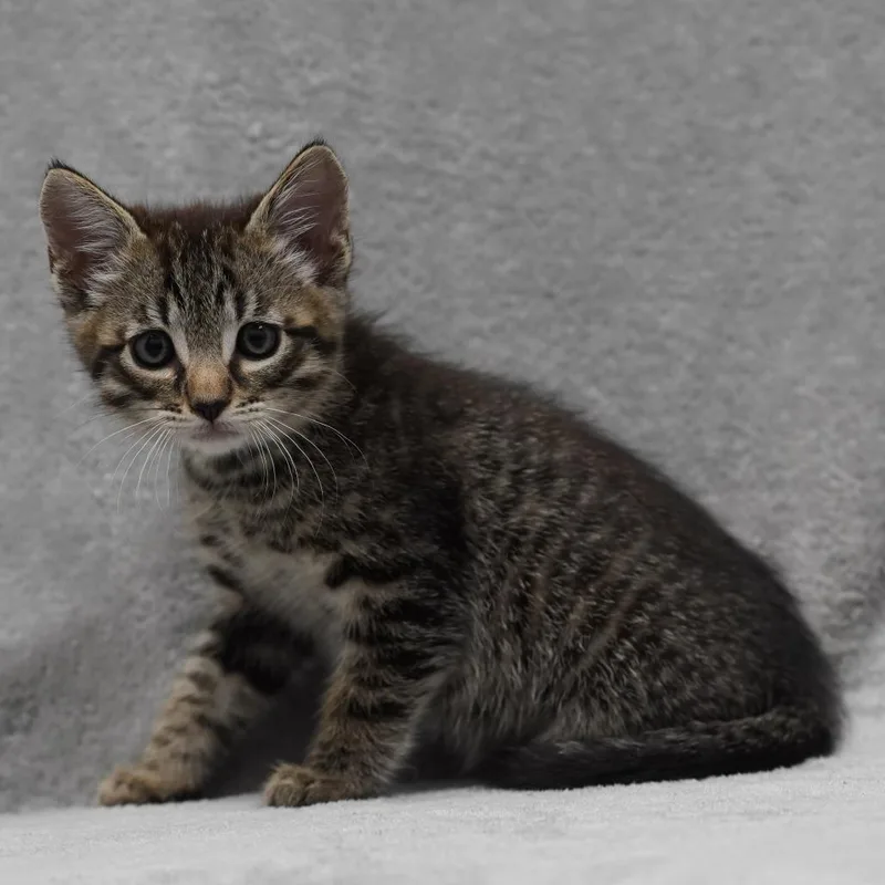 A baby small-sized male Brown / Chocolate Domestic Short Hair cat named Charles for adoption in Sunnyvale, CA