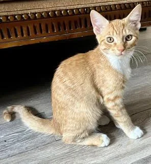 A young medium-sized male Orange / Red Domestic Short Hair cat named Mangoneada for adoption in Phoenix, AZ