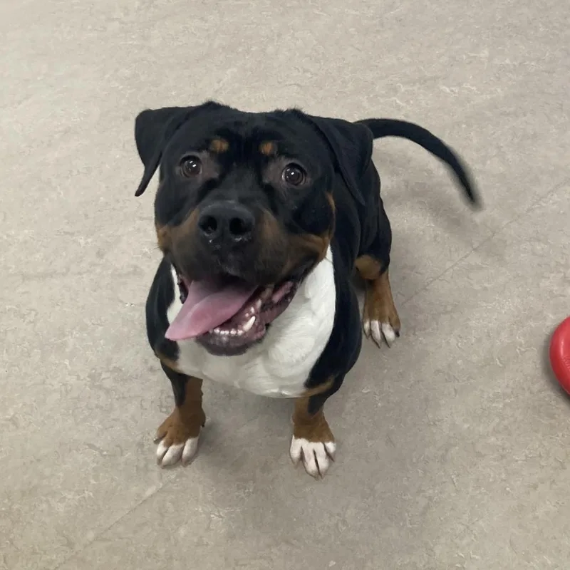 An adult large-sized male Black Pit Bull Terrier dog named Bullwinkle for adoption in Bristol, IN