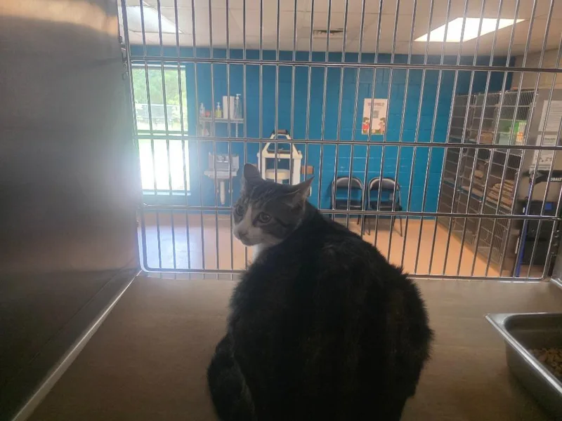 An adult large-sized male Domestic Medium Hair cat named Willie for adoption in Nacogdoches, TX