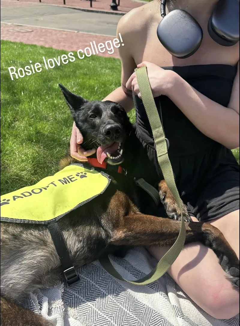 A young medium-sized female German Shepherd Dog dog named Rosie for adoption in Duxbury, MA