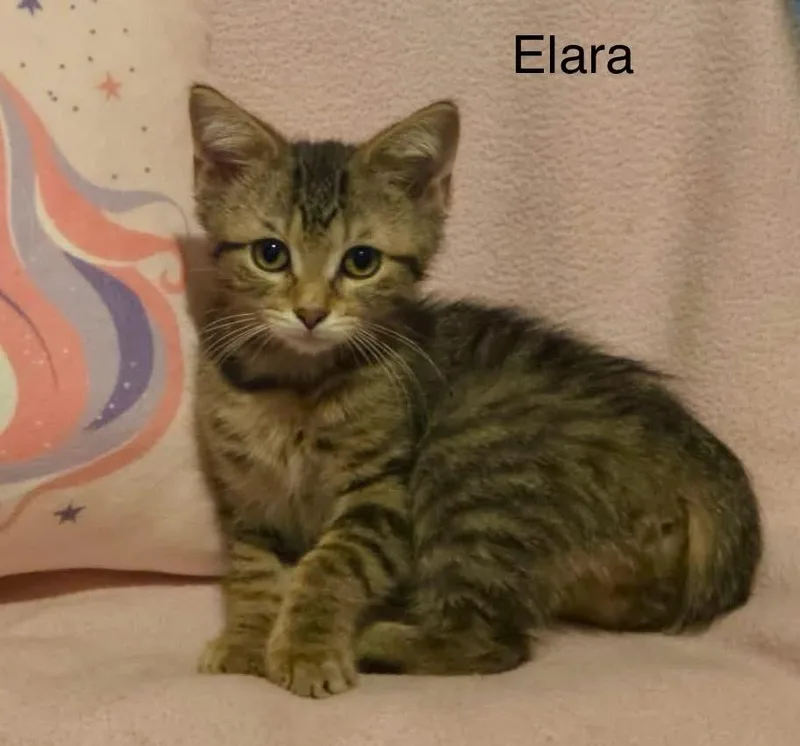 A baby medium-sized female Tabby (Brown / Chocolate) Tabby cat named Elara for adoption in Wyandotte, MI