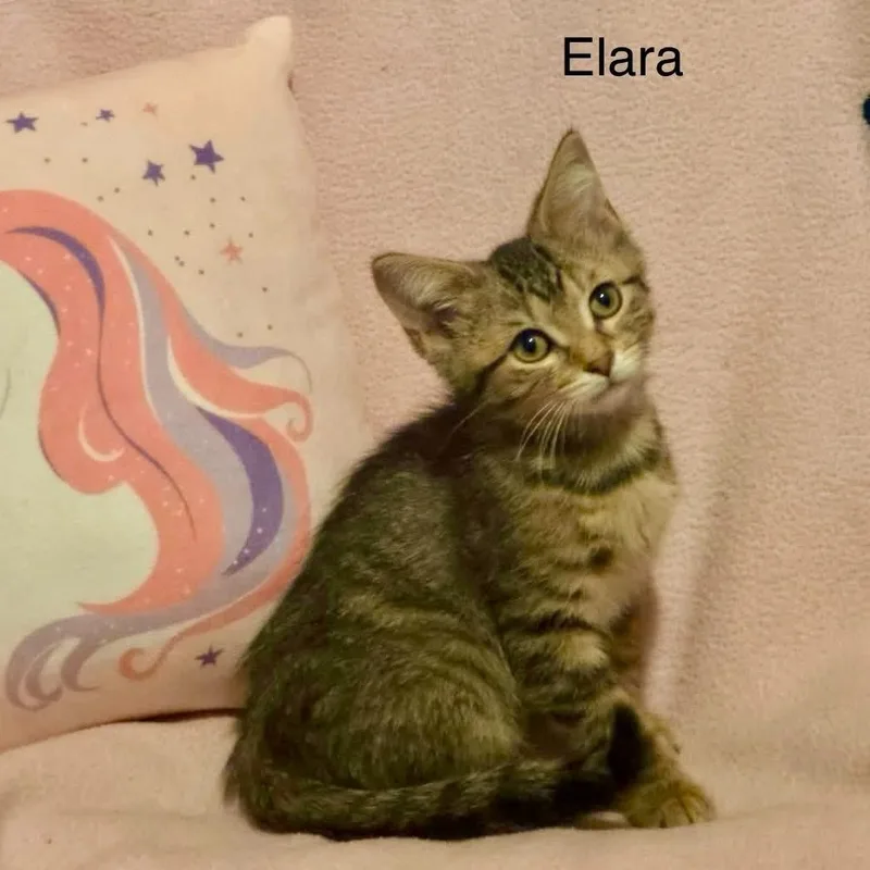Elara thumbnail 2