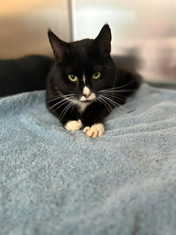 A young medium-sized male Domestic Short Hair cat named Ninja for adoption in Lavonia, GA