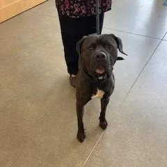 An adult large-sized male Brindle Pit Bull Terrier dog named YORKStray for adoption in York, PA