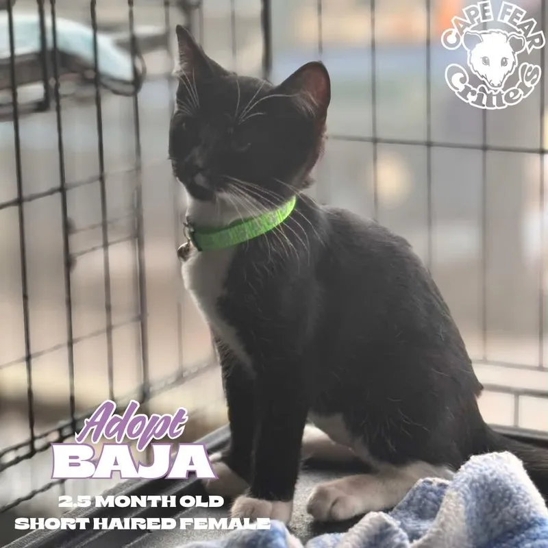 A young small-sized female Black & White / Tuxedo Domestic Short Hair cat named Baja for adoption in Wilmington, NC