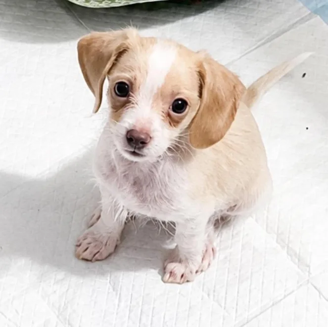 A baby small-sized male Apricot / Beige Dachshund (Long Haired) dog named Simon for adoption in Tylertown, MS