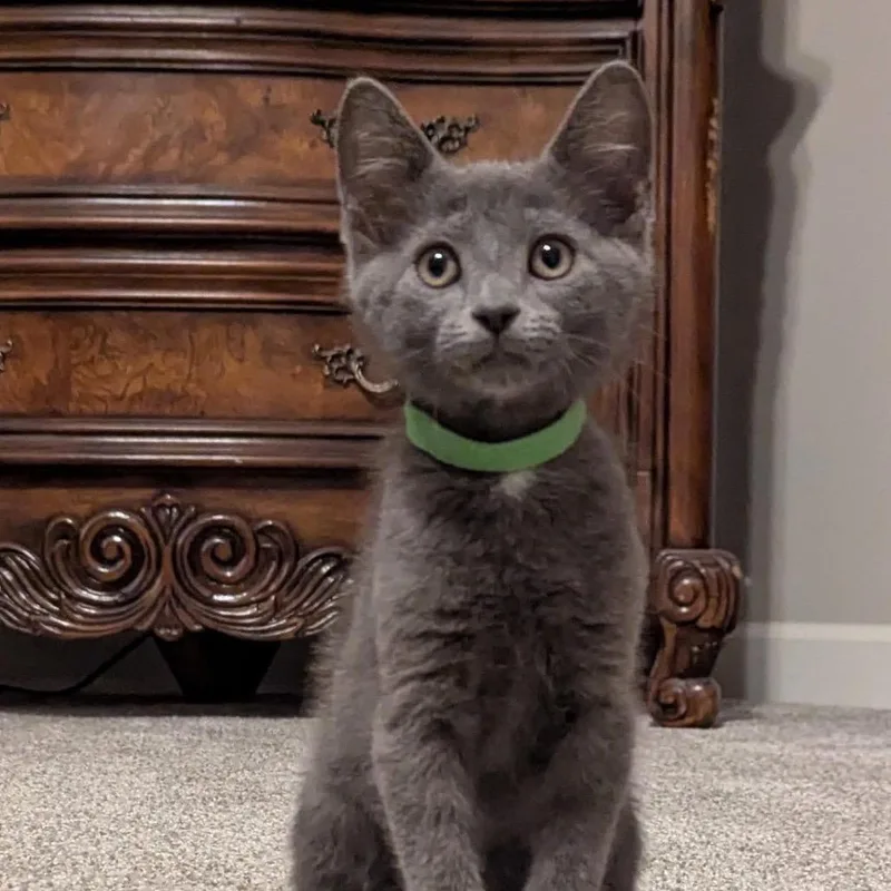 A baby small-sized male Gray / Blue / Silver Domestic Short Hair cat named Patrick for adoption in Franklin, TN
