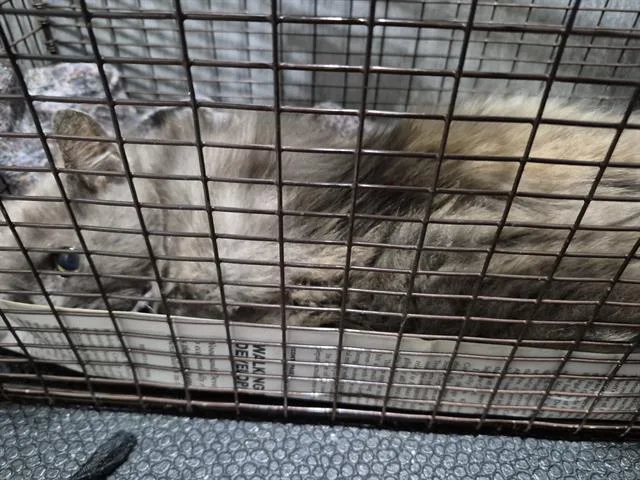 A young large-sized female Domestic Long Hair cat named V for adoption in San Antonio, TX