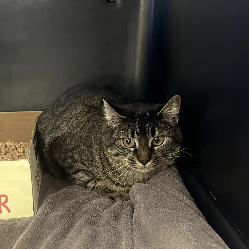 An adult large-sized female Domestic Short Hair cat named Gracie Hart for adoption in Spokane, WA