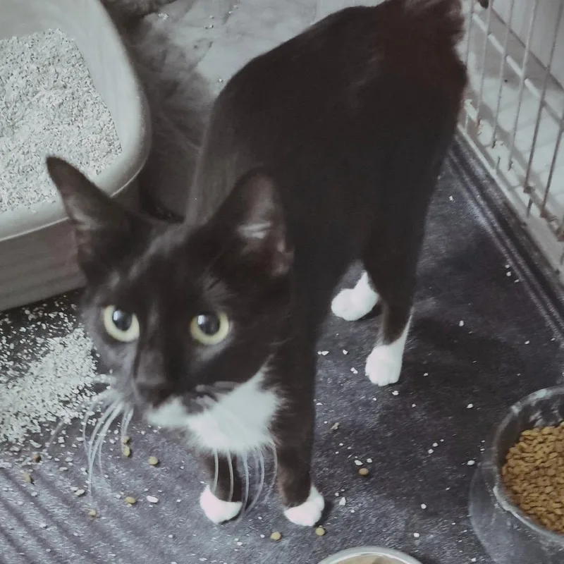 An adult large-sized female Black Domestic Short Hair cat named Pine for adoption in Hamburg, NY