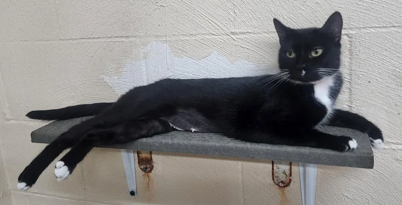 An adult medium-sized female Black & White / Tuxedo Domestic Short Hair cat named Luna for adoption in Wetumpka, AL