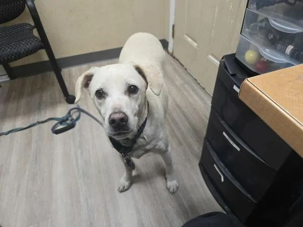 An adult large-sized male Labrador Retriever dog named Bobster for adoption in Oceanside, CA