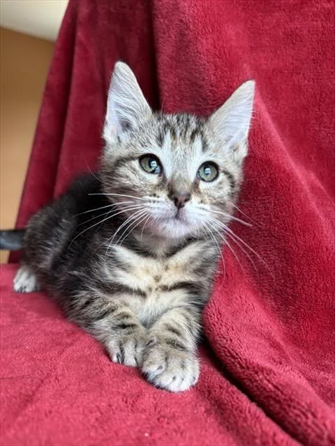 A baby small-sized male Domestic Short Hair cat named Blini for adoption in Louisville, KY