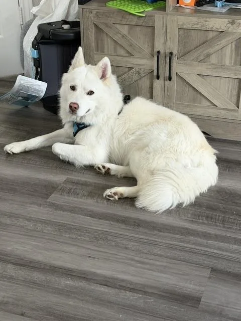 An adult medium-sized male White / Cream Husky dog named Mallow for adoption in Brookshire, TX