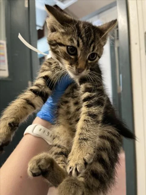 A baby small-sized female Brown / Chocolate Domestic Short Hair cat named Sophie for adoption in Woodland, CA