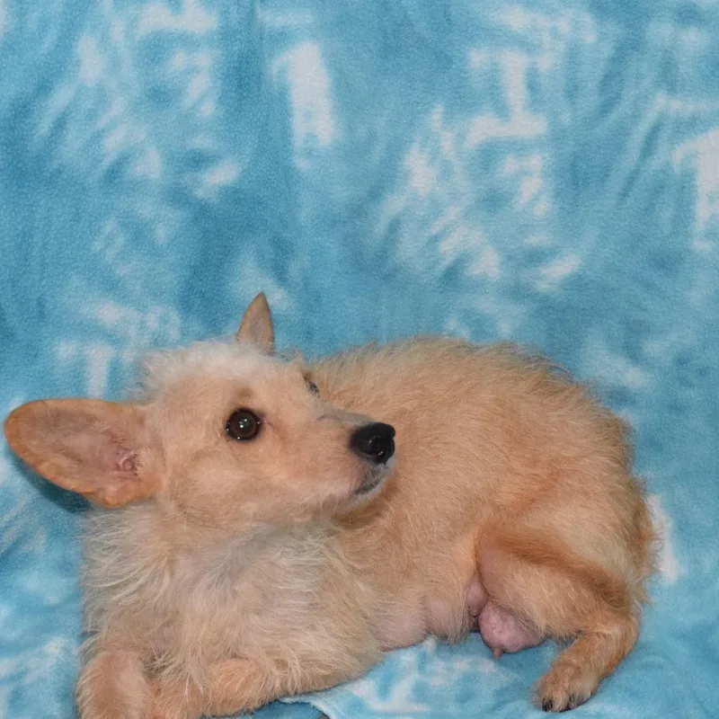 Ginger thumbnail 3