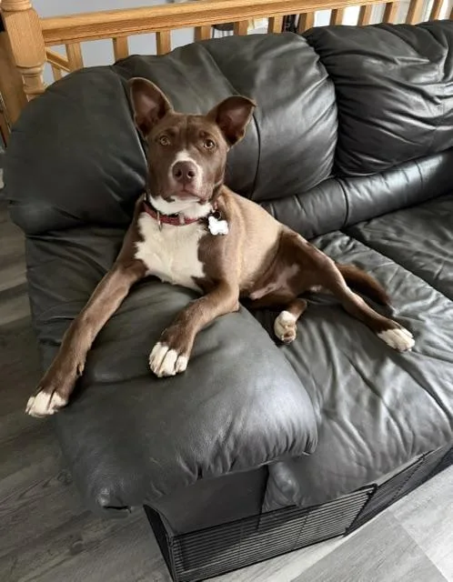 A baby medium-sized male Brown / Chocolate Husky dog named Bailey for adoption in Ozone Park, NY