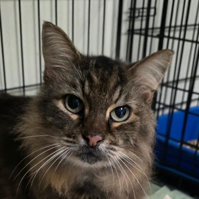 A senior medium-sized male Brown / Chocolate Domestic Long Hair cat named Stash for adoption in Williston, FL