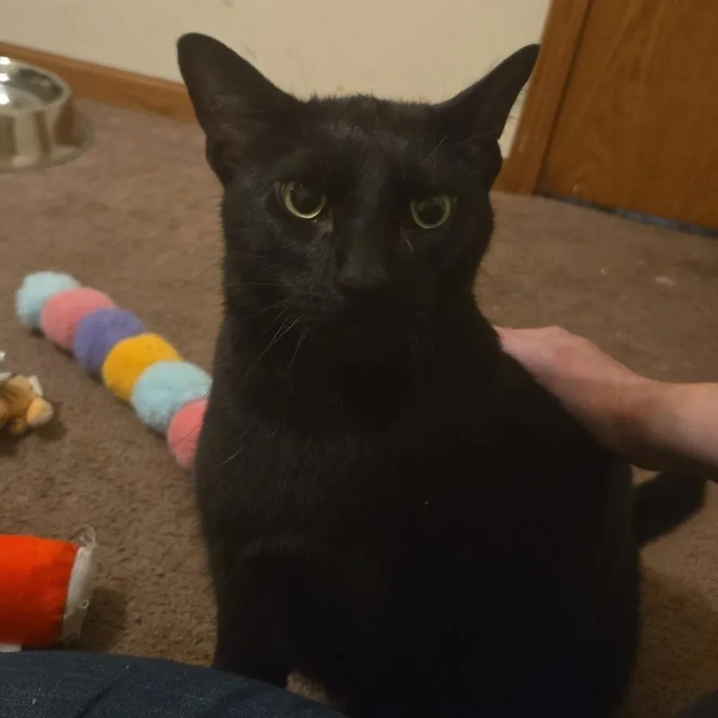 An adult medium-sized male Black Domestic Short Hair cat named Onyx for adoption in Sauk City, WI