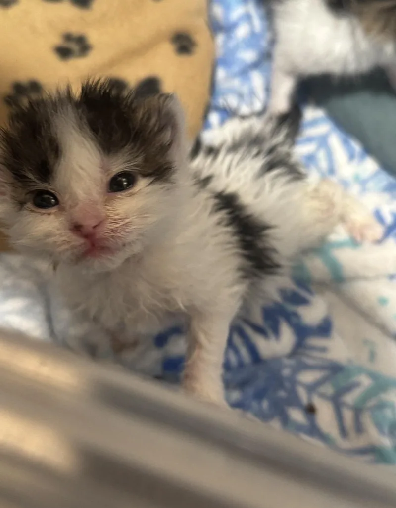 A baby medium-sized male White Domestic Short Hair cat named Wembley for adoption in Fruit Heights, UT