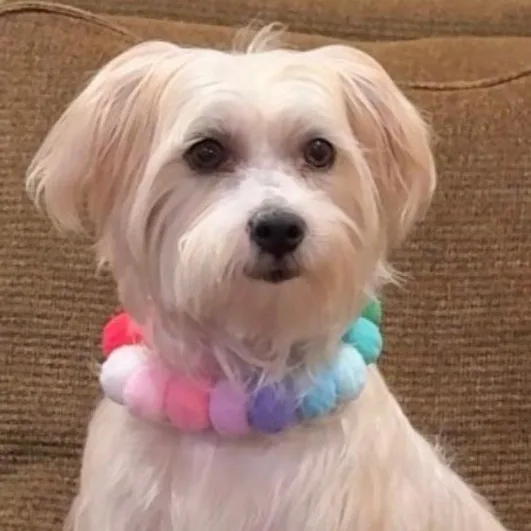 An adult small-sized female White / Cream Maltipoo dog named Mimi for adoption in Century City, CA