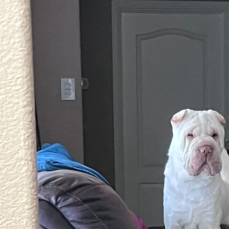 A baby medium-sized male Shar-Pei dog named Jethro for adoption in Pflugerville, TX