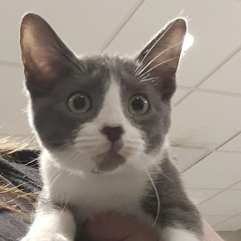 A baby small-sized male Domestic Short Hair cat named Brave Little Toaster for adoption in Columbia Station, OH