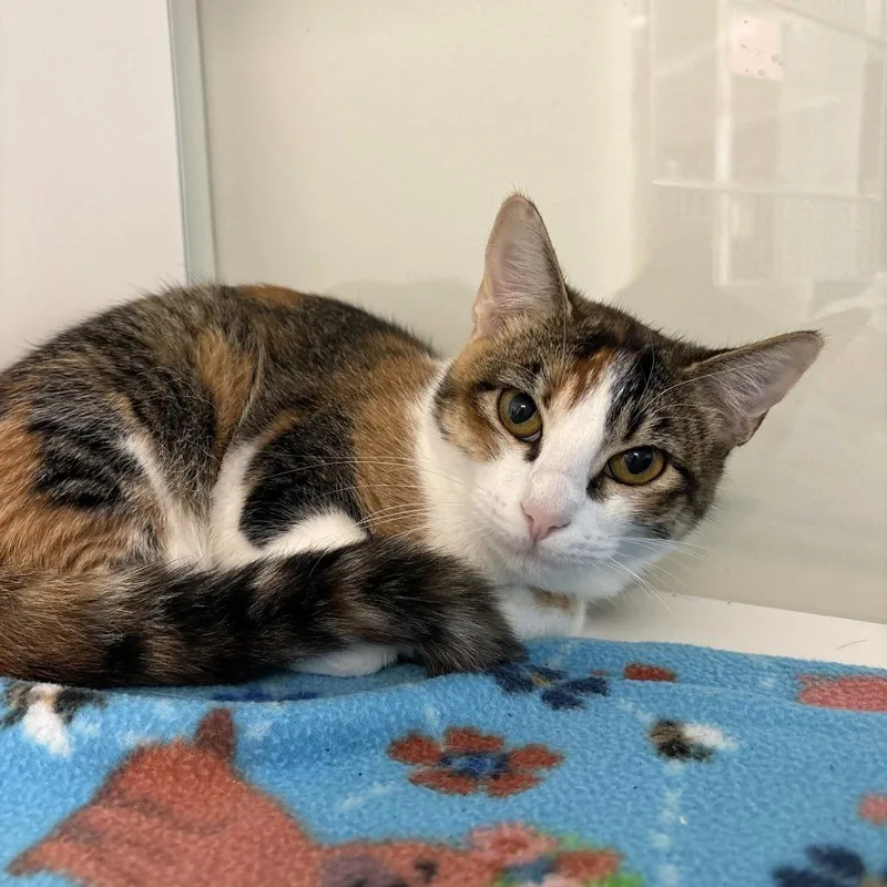 A young medium-sized female Calico Domestic Short Hair cat named Grace for adoption in Beaumont, TX