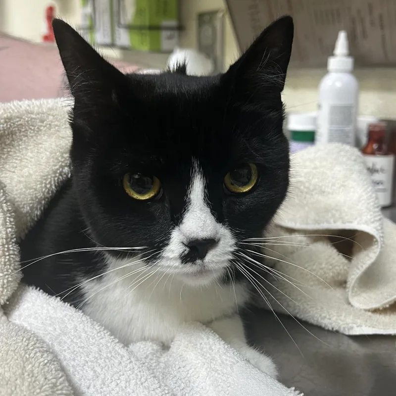 A young medium-sized female Black Domestic Short Hair cat named Luna for adoption in Asheville, NC
