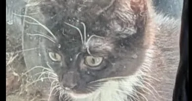 A baby small-sized female Black & White / Tuxedo Domestic Short Hair cat named Teeter Aka Bootsie for adoption in Virginia Beach, VA