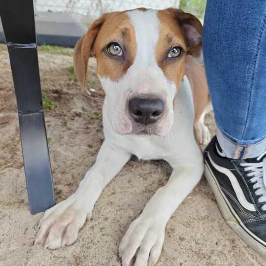 A baby medium-sized female Brown / Chocolate Hound dog named Iris for adoption in Valdosta, GA