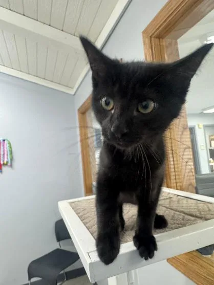 A baby medium-sized male Black Domestic Short Hair cat named Fred for adoption in Mount Vernon, OH