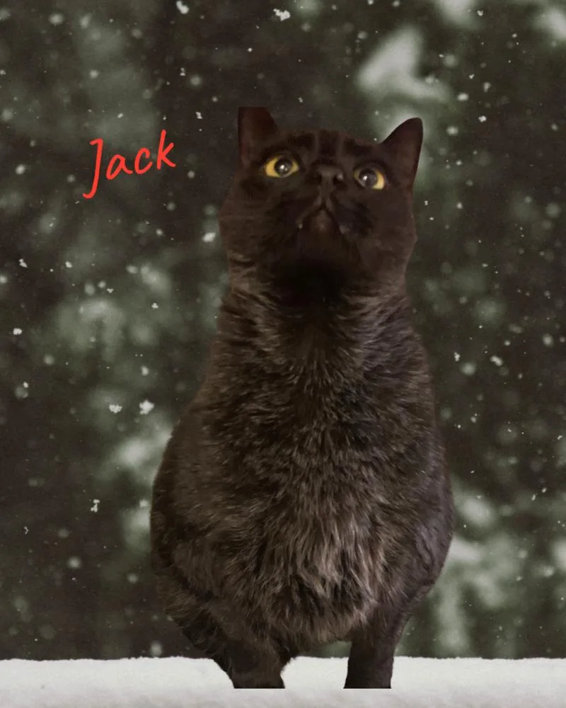 Jack thumbnail 4