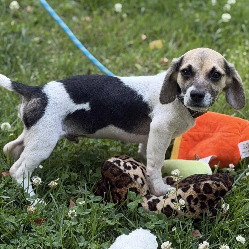 A baby medium-sized male Cocker Spaniel dog named Macchiato for adoption in Locust Fork, AL
