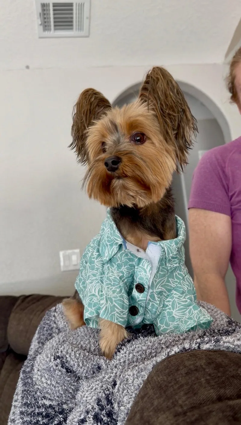 Milo thumbnail 2