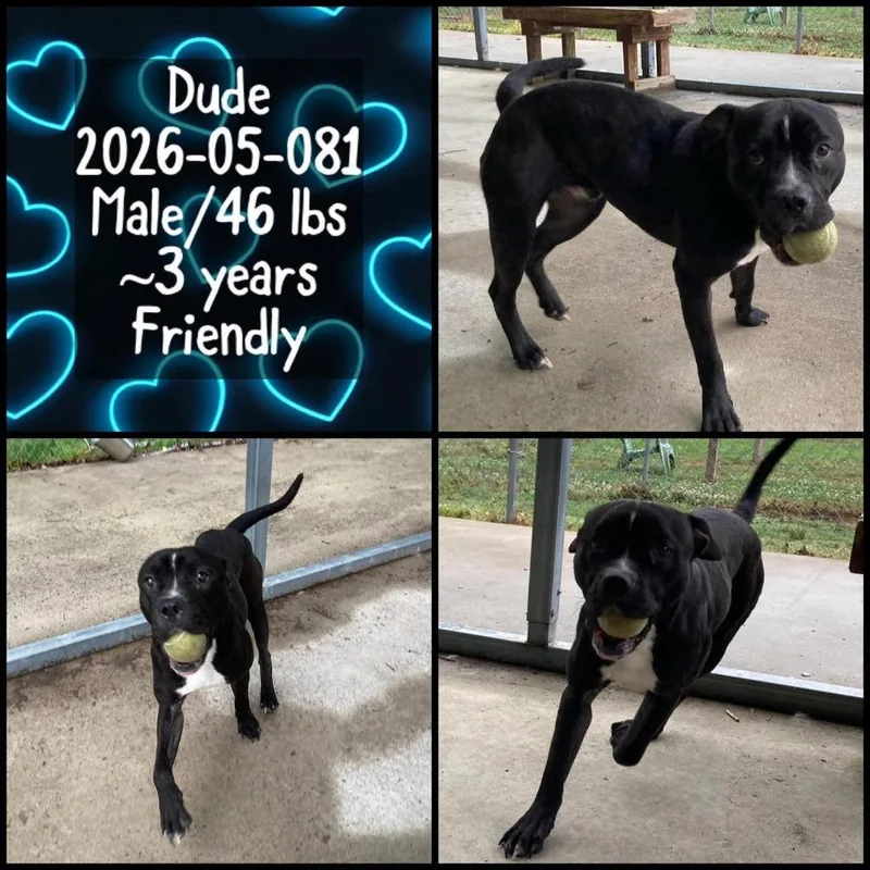 An adult large-sized male Pit Bull Terrier dog named Dude for adoption in Winder, GA
