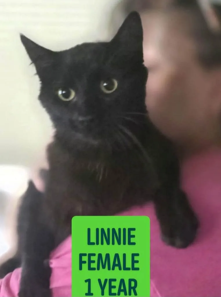 A young small-sized female Domestic Short Hair cat named Linnie for adoption in Olney, IL
