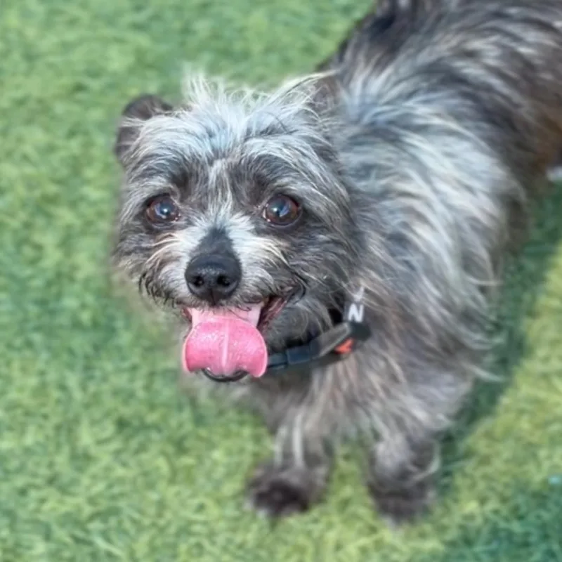 Little A thumbnail 3