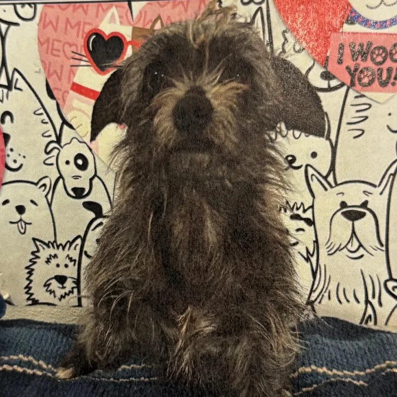 Little A thumbnail 4