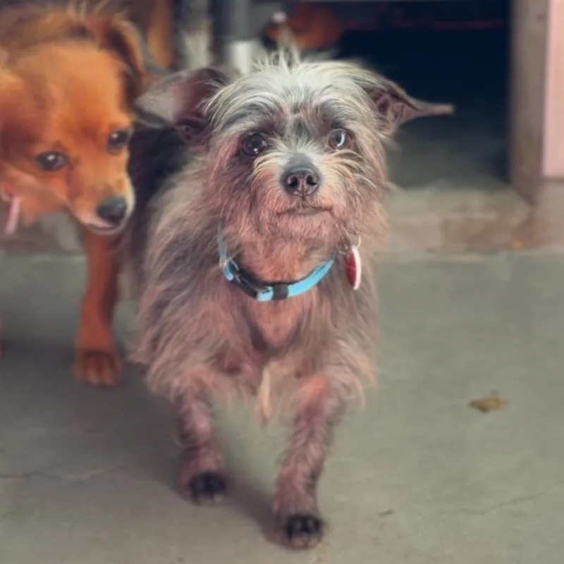 Little A thumbnail 5