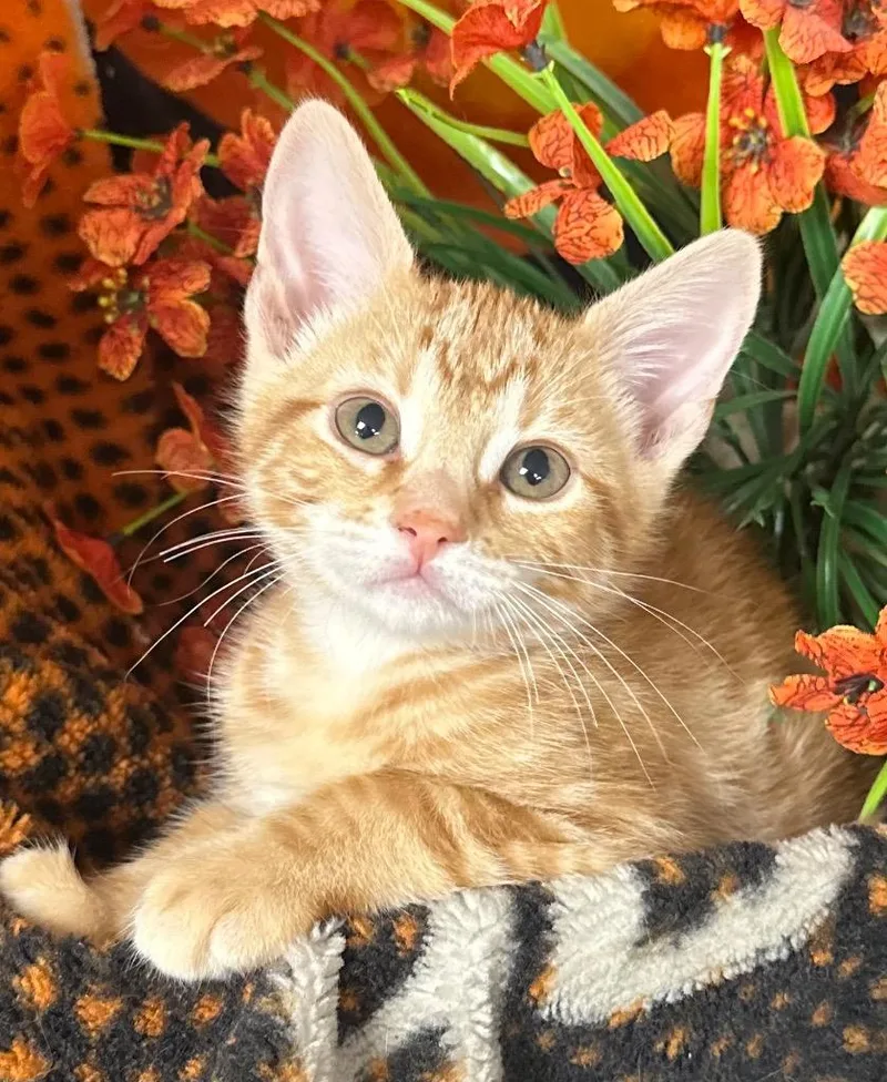 A baby small-sized male Domestic Short Hair cat named Posidon for adoption in Stillwater, OK