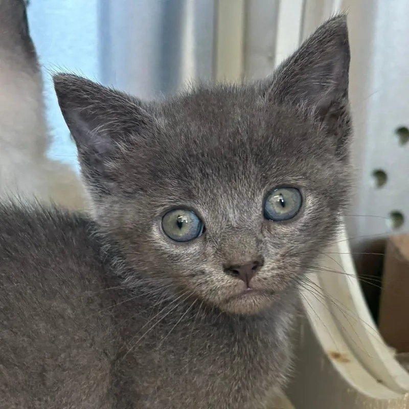 A baby small-sized female Gray / Blue / Silver Domestic Short Hair cat named Kickin Kay Lynne for adoption in Lynchburg, VA